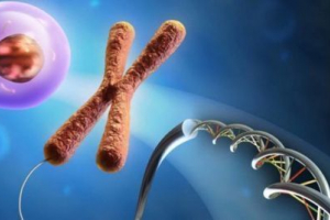 Скільки хромосом у різних тварин? Скільки хромосом у різних тварин?